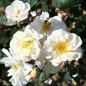 Pas De Deux Climbing Rose - 4 Ltr Pot