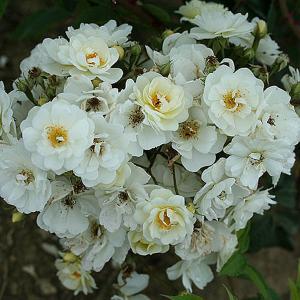 Rambling Rector Climbing Rose - 4 Ltr Pot