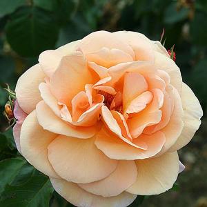 Schoolgirl Climbing Rose - 4 Ltr Pot