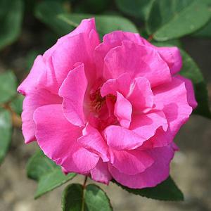 Zephirine Drouhin Climbing Rose - 4 Ltr Pot
