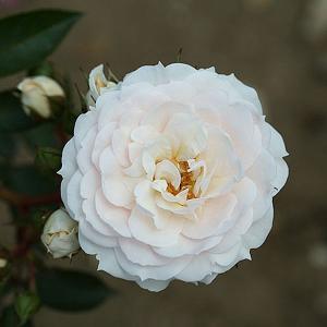 Cheek To Cheek Climbing Rose - 4 Ltr Pot