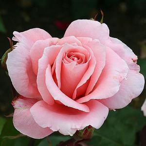 Dancing Queen Climbing Rose - 4 Ltr Pot