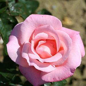High Hopes Climbing Rose - 4 Ltr Pot