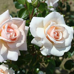 Penny Lane Climbing Rose - 4 Ltr Pot