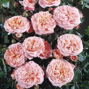 Pirouette Climbing Rose - 4 Ltr Pot