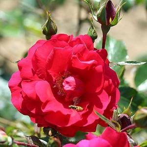 Tradition Climbing Rose - 4 Ltr Pot