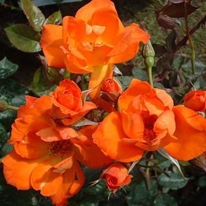 Warm Welcome Climbing Rose - 4 Ltr Pot