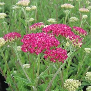 Achillea Desert Eve Deep Rose - 2L Pot