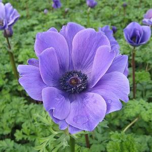 Anemone Harmony Blue 2L