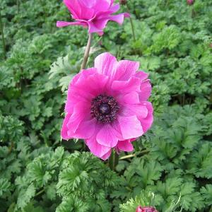 Anemone Harmony Orchid 2L