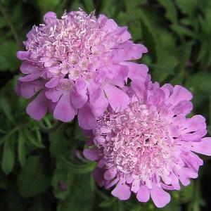 Scabiosa Ritz Pink - 2L Pot