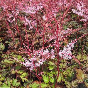 Astilbe Delft Lace - 2L Pot