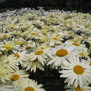Leucanthemum Broadway Lights - 2 Litre Pot
