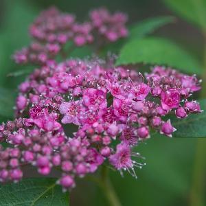 Spiraea 'Double Play Artist'