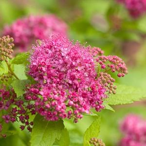 Spiraea 'Double Play Gold'