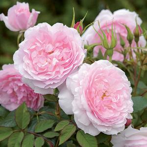 Lady Salisbury Shrub Rose 6L