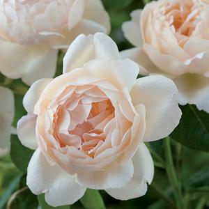 Wollerton Old Hall Shrub Rose 6L