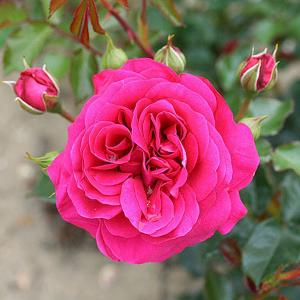 Truly Loved Floribunda Rose - 3 Ltr Pot