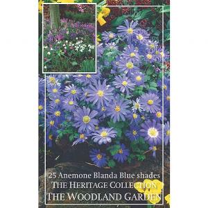 Anemone blanda Blue Shades (25 Bulbs)