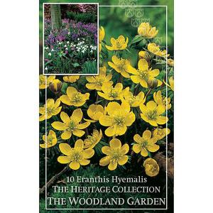 Eranthis Hyemalis - (10 Bulbs)