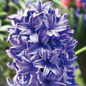 Hyacinth Blue Star - (4 Bulbs)