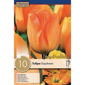 Tulip Daydream (10 Bulbs)