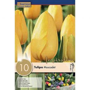Tulip Single Muscadet - (10 Bulbs)
