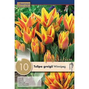Tulip greigii Winnipeg (10 Bulbs)