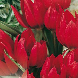 Tulipa Specie Humilis Lilliput - (10 Bulbs)