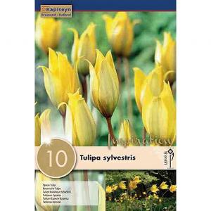 Tulipa sylvestris (10 Bulbs)