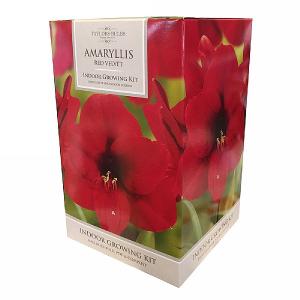 Amaryllis Red Velvet Indoor Growing Kit