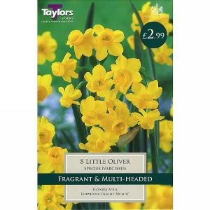 Narcissus Little Oliver (8 Bulbs)
