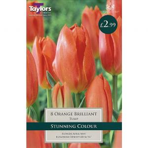 Tulip Orange Brilliant (8 Bulbs)