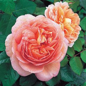 Abraham Darby Shrub Rose 6L