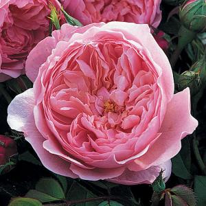 The Alnwick Shrub Rose 6L