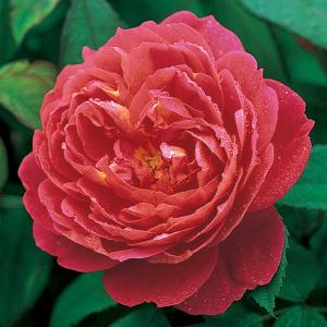 Benjamin Britten Shrub Rose 6L