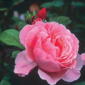 Brother Cadfael Shrub Rose 6L