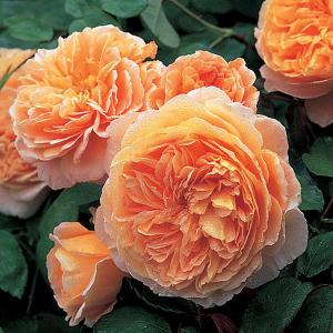 Crown Princess Margareta Shrub Rose 6L