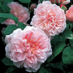 Eglantyne Shrub Rose 6L
