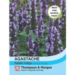 Thompson & Morgan Agastache Astello Indigo