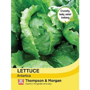 Thompson & Morgan Lettuce Antartica