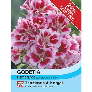 Thompson & Morgan Godetia Rembrandt