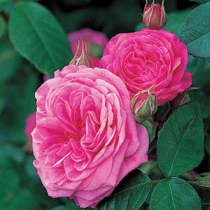 Gertrude Jekyll Shrub Rose 6L