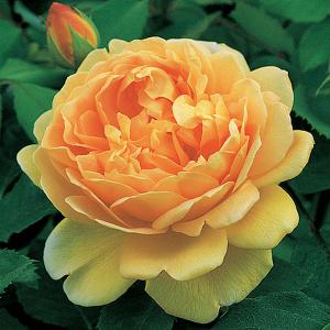 Golden Celebration Shrub Rose 6L