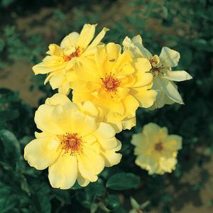 Golden Showers Climbing Rose 6L