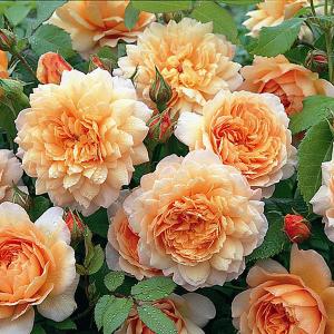 Grace Shrub Rose 6L