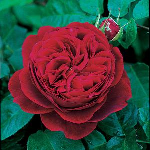L D Braithwaite Shrub Rose 6L
