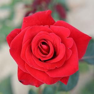 Happy Ruby Wedding Floribunda Rose - 3 Ltr Pot