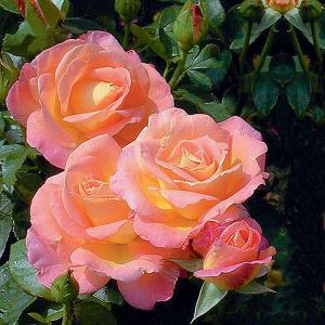 Inspiration Floribunda Rose - 3 Ltr Pot