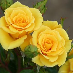 Flower Power Gold Patio Rose 3L